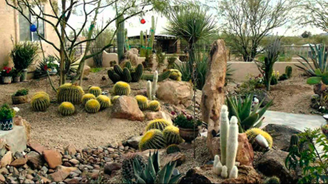  галерея кактусов среди камней и песка  
